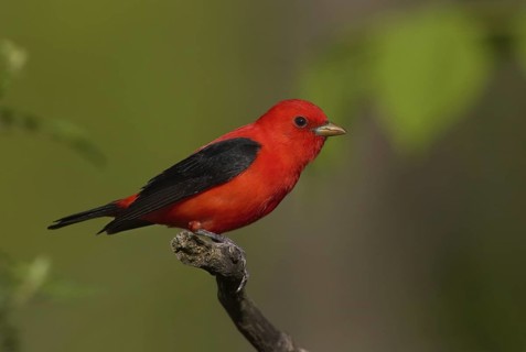 Scarlet Tanager (Piranga olivacea) male