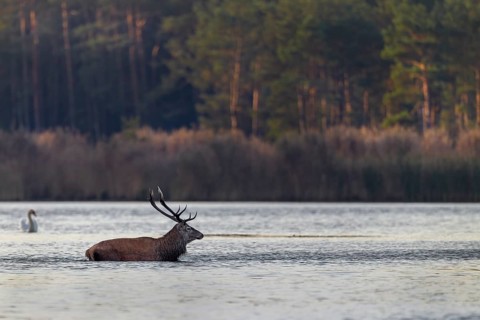 Accompanied by a mute swan, a red deer (Cervus elaphus) crosses a pond in the early morning,