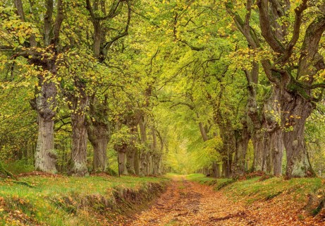 Hiking trail through old linden alley at Kyffhäuser in autumn, colorful leaves cover the ground,