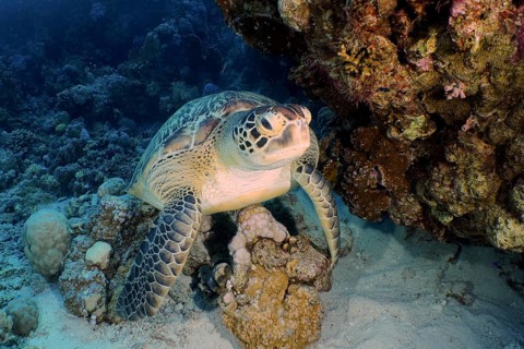 Green turtle (Chelonia mydas)