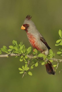 Pyrrhuloxia (Cardinalis sinuatus) male, Texas, USA