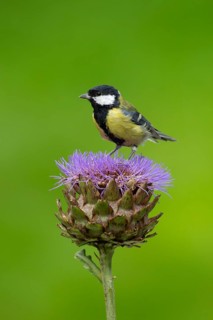 Great tit (Parus major) adult bird on a garden Artichoke thistle flower in the summer, England,