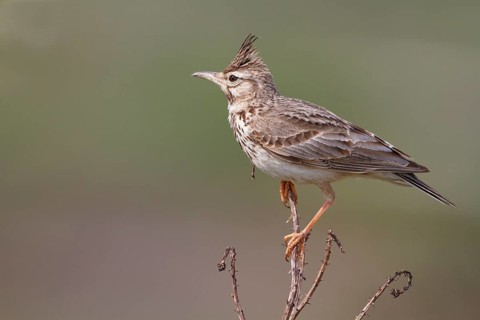 Crested Lark (Galerida cristata), Greece