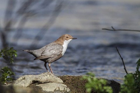 White-throated Dipper (Cinclus cinclus), on river, Galicia, Spain