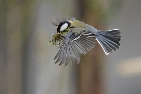A great tit (Parus major) in flight with moss in its beak, nesting material, Hesse, Germany