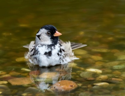 Harris's Sparrow, Zonotrichia querula, bathes in a backyard pond in Saskatoon, Saskatchewan, Canada
