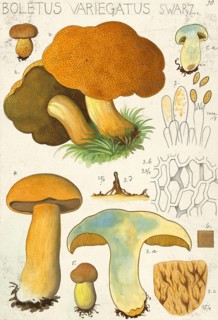 Mushroom, Mushrooms, Sand bolete, Roe mushroom, Suillus variegatus, syn. Boletus variegatus,