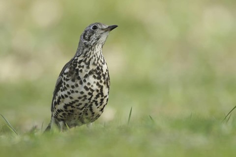 Mistle Thrush (Turdus viscivorus), North Rhine-Westphalia, Germany