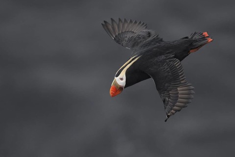 Tufted Puffin (Fratercula cirrhata) flying, Alaska, USA