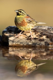 Cirl Bunting (Emberiza cirlus) male, Castile and Leon, Spain