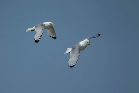 Black legged kittiwake (Rissa tridactyla) two adult birds in flight, Suffolk, England, United