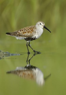 Dunlin (Calidris alpina), Texas, USA