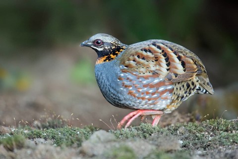 Rufous-throated Partridge (Arborophila rufogularis), Yunnan, China