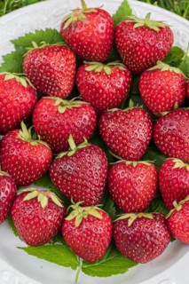 Red-fleshed strawberry, Cambridge Botanical Garden, Germany