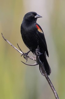 Red-shouldered Blackbird (Agelaius assimilis) perched on a branch in Cuba