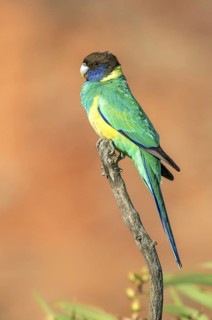 Australian Ringneck (Barnardius zonarius), Northern, Territory, Australia
