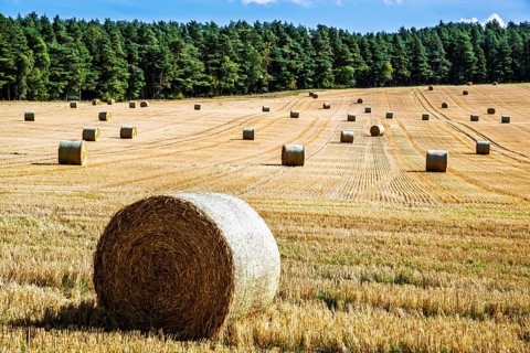 Straw bales in the Scottish fields, Southeast Scotland, UK