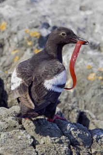 Pigeon Guillemot (Cepphus columba), British Columbia, Canada