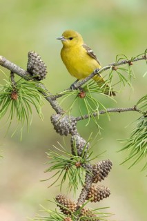Orchard Oriole (Icterus spurius) female, Texas, USA