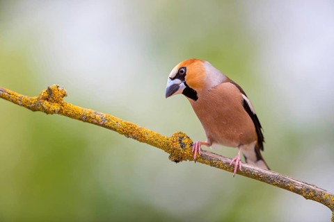 A hawfinch (Coccothraustes coccothraustes), Rhine-Palatinate district, Tiszaalp-r, Kiskuns-gi