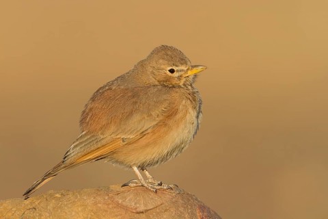 Desert Lark - Steinlerche - Ammomanes deserti ssp. payni, Morocco
