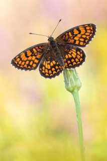 Der Südwestlicher Wachtelweizen-Scheckenfalter (Melitaea celadussa / nevadensis) von der