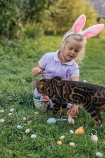 A young girl wearing bunny ears is sitting on a grassy field, placing colorful Easter eggs into a