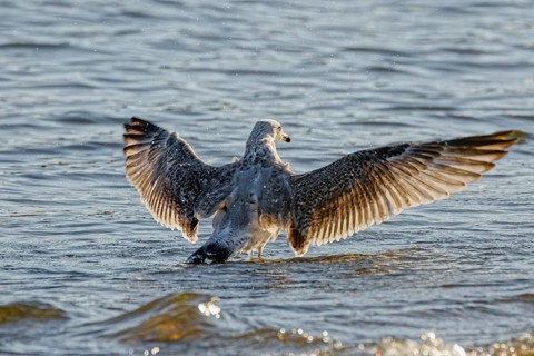 Juvenile herring gull (Larus argentatus) spreading wings and drying feathers while standing in