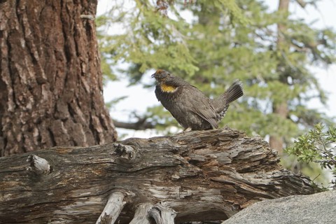 Sooty Grouse (Dendragapus fuliginosus) male, California, USA