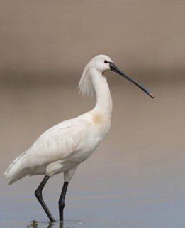 Eurasian Spoonbill (Platalea leucorodia), Schleswig-Holstein, Germany