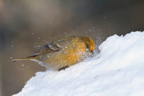 Pine Grosbeak - Hakengimpel - Pinicola enucleator, Finland
