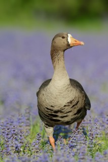 Greenland white-fronted goose or Greenland white-fronted goose (Anser albifrons flavirostris),