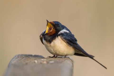 Barn Swallow - Rauchschwalbe - Hirundo rustica ssp. rustica, Hungary, adult male