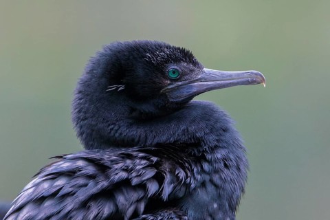Little Black Cormorant (Phalacrocorax sulcirostris), Victoria, Australia