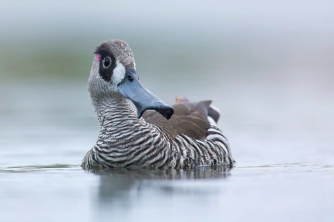 Pink-eared Duck (Malacorhynchus membranaceus), Victoria, Australia