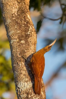 Great Rufous Woodcreeper (Xiphocolaptes major) perched on a branch in the Pantanal of Brazil