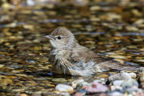 Garden Warbler (Sylvia borin) in a little stream, Mecklenburg-Western Pomerania, Germany