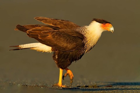 Caracara, sitting on sand beach, Corcovado NP, Costa Rica. Southern Caracara plancus, in morning