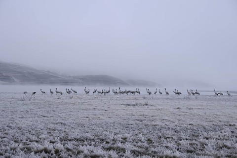 Black-necked Crane (Grus nigricollis), Dashanbo, China