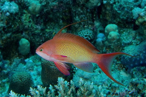 Jewelled flag perch (Pseudanthias squamipinnis)