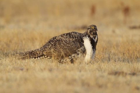 Sage Grouse (Centrocercus urophasianus) male mating, California, USA