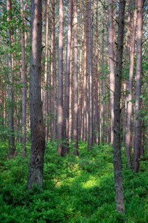 Sunlight falls into a pine forest in the Darßwald near Prerow, Mecklenburg-Western Pomerania,