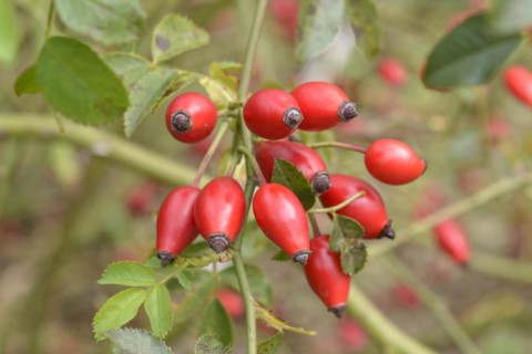Dog rose (Rosa canina), Saxon State Office for Environment, Agriculture and Geology, Pillnitz,