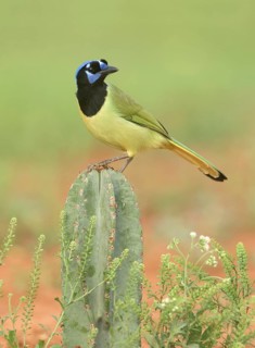 Green Jay (Cyanocorax luxuosus) perched on a cactus, Texas, USA