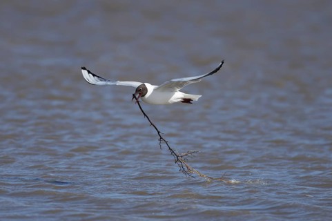 Black headed gull (Chroicocephalus ridibundus) adult seagull bird carrying nesting material in its