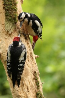Great Spotted Woodpecker (Dendrocopos major) female with juvenile, Lower Saxony, Germany