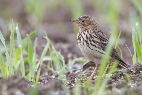 Red-throated Pipit (Anthus cervinus) male, Grobnik, Croatia
