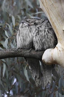 Tawny Frogmouth (Podargus strigoides), Australian Capital Territory, Australia