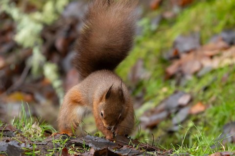 Red squirrel (Sciurus vulgaris) adult animal burying a nut in the ground in winter, England, United