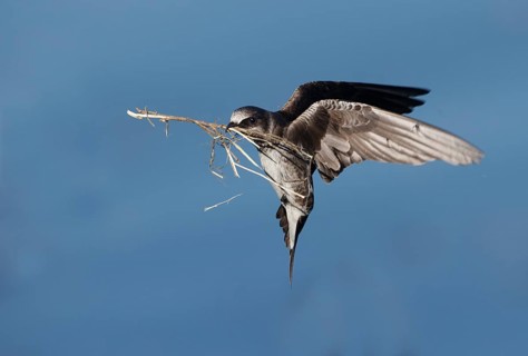Purple Martin (Progne subis) female flying with nesting material in beak, Washington, USA